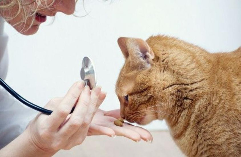 den-na-veterinarja-51516-1000x0